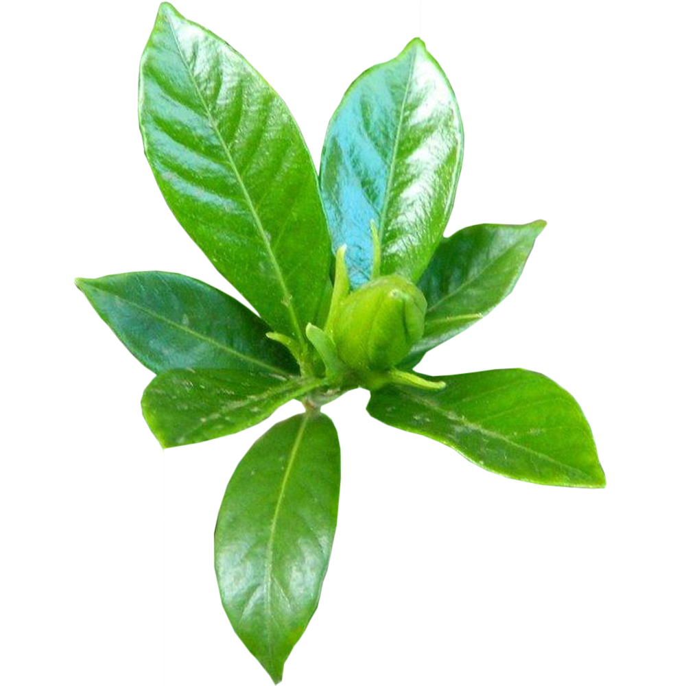 Gardenia jasminoides (9cm)