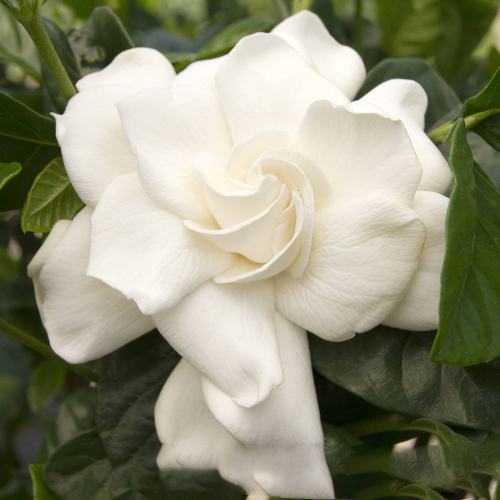 Gardenia jasminoides (12cm)