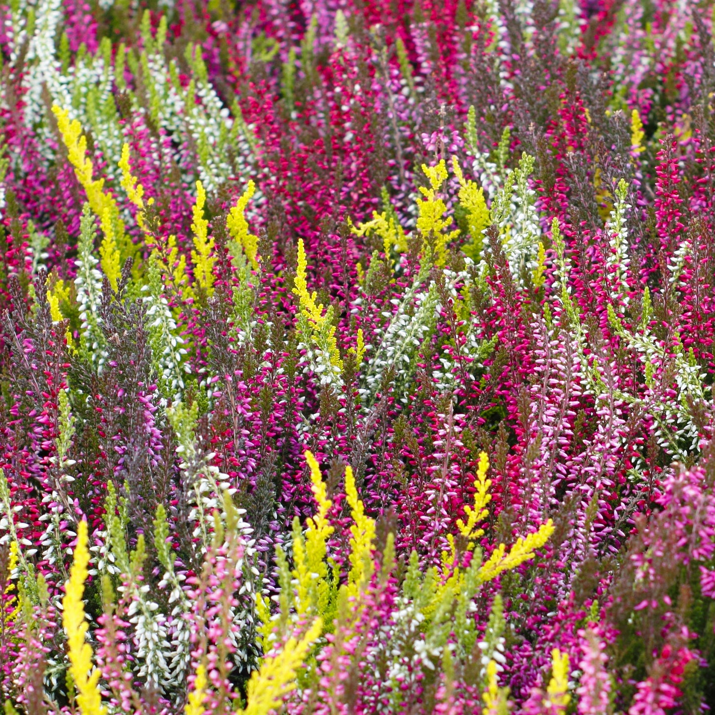 Heather Mix (9cm, Pack of 18)