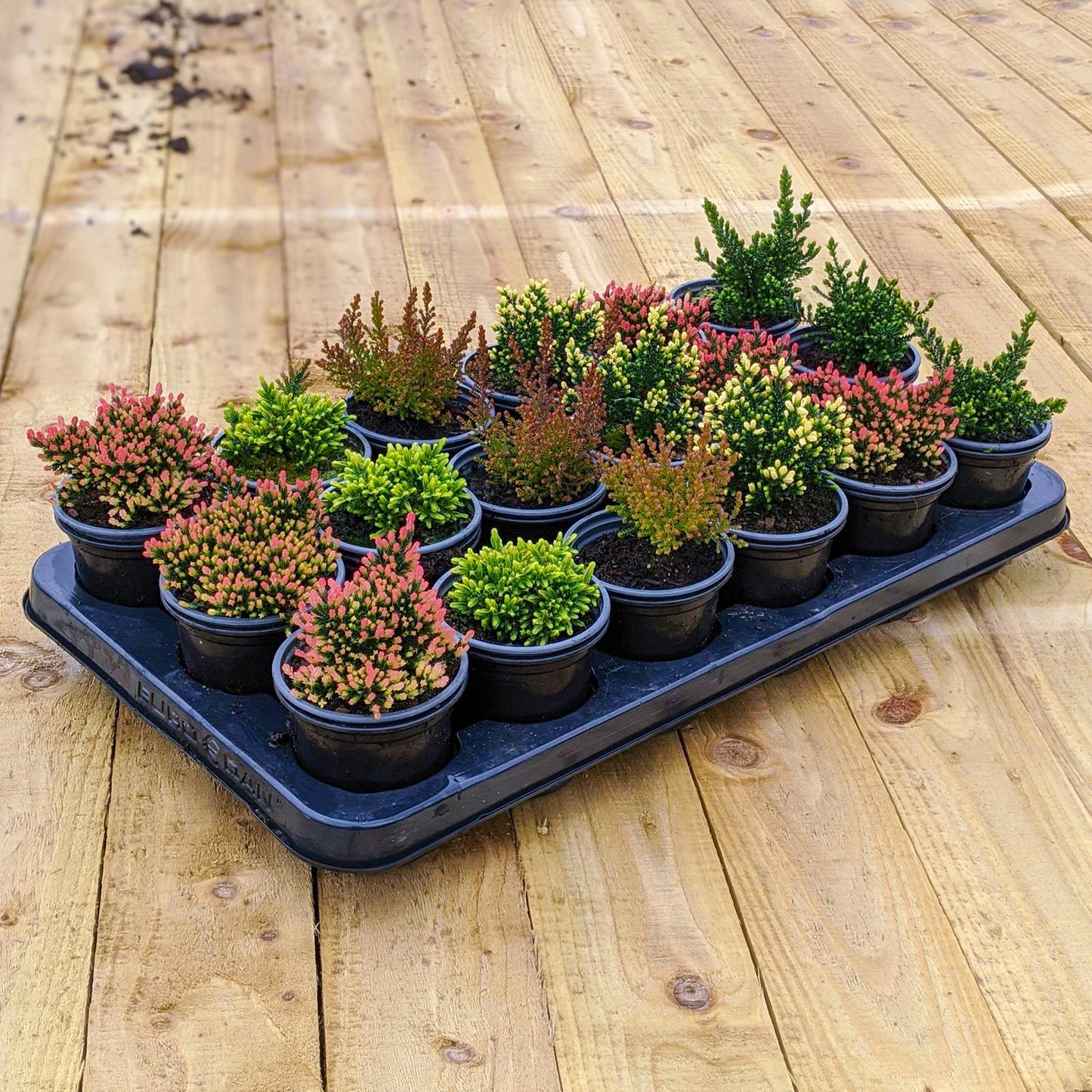 Heather Mix (9cm, Pack of 18)
