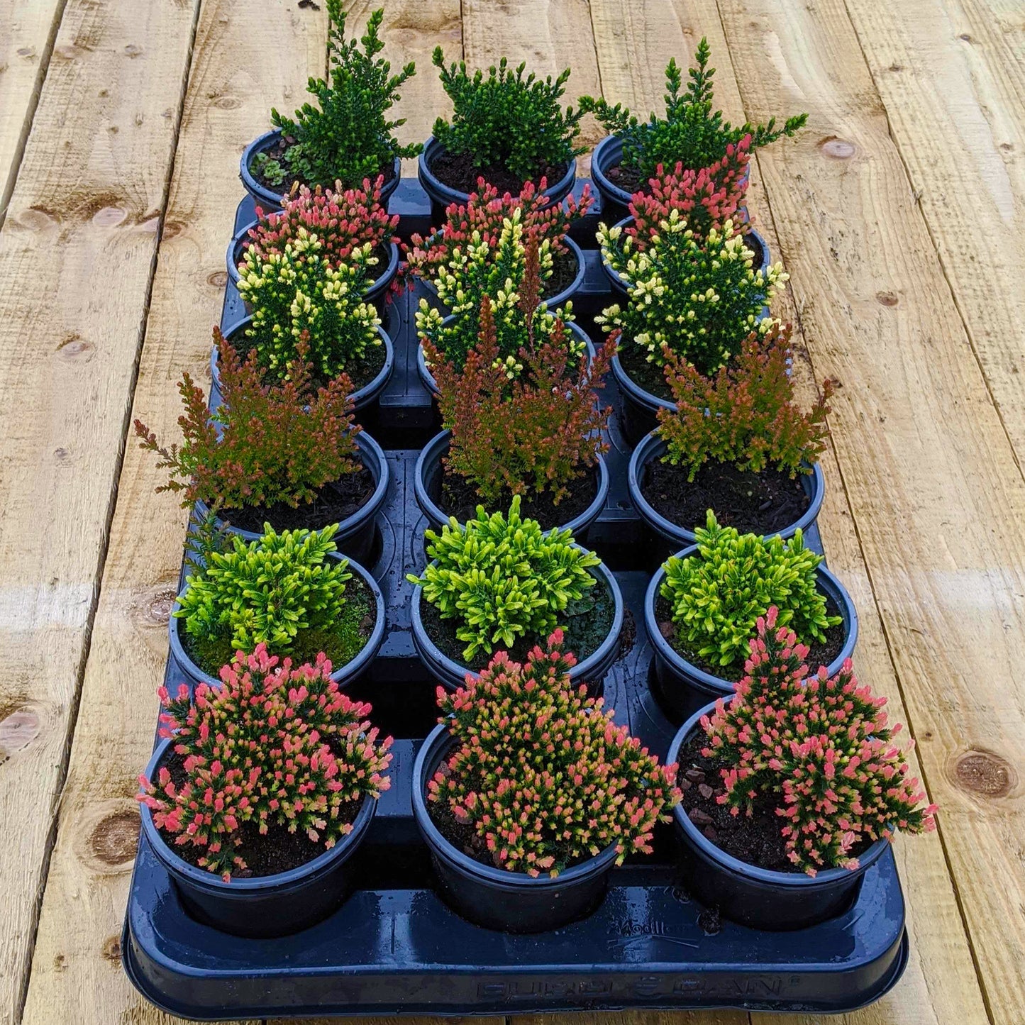 Heather Mix (9cm, Pack of 18)