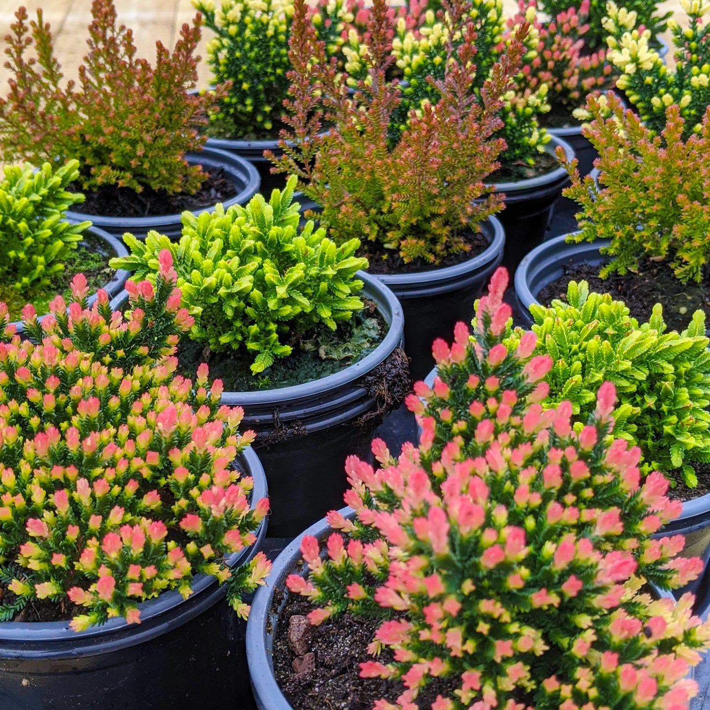 Heather Mix (9cm, Pack of 18)