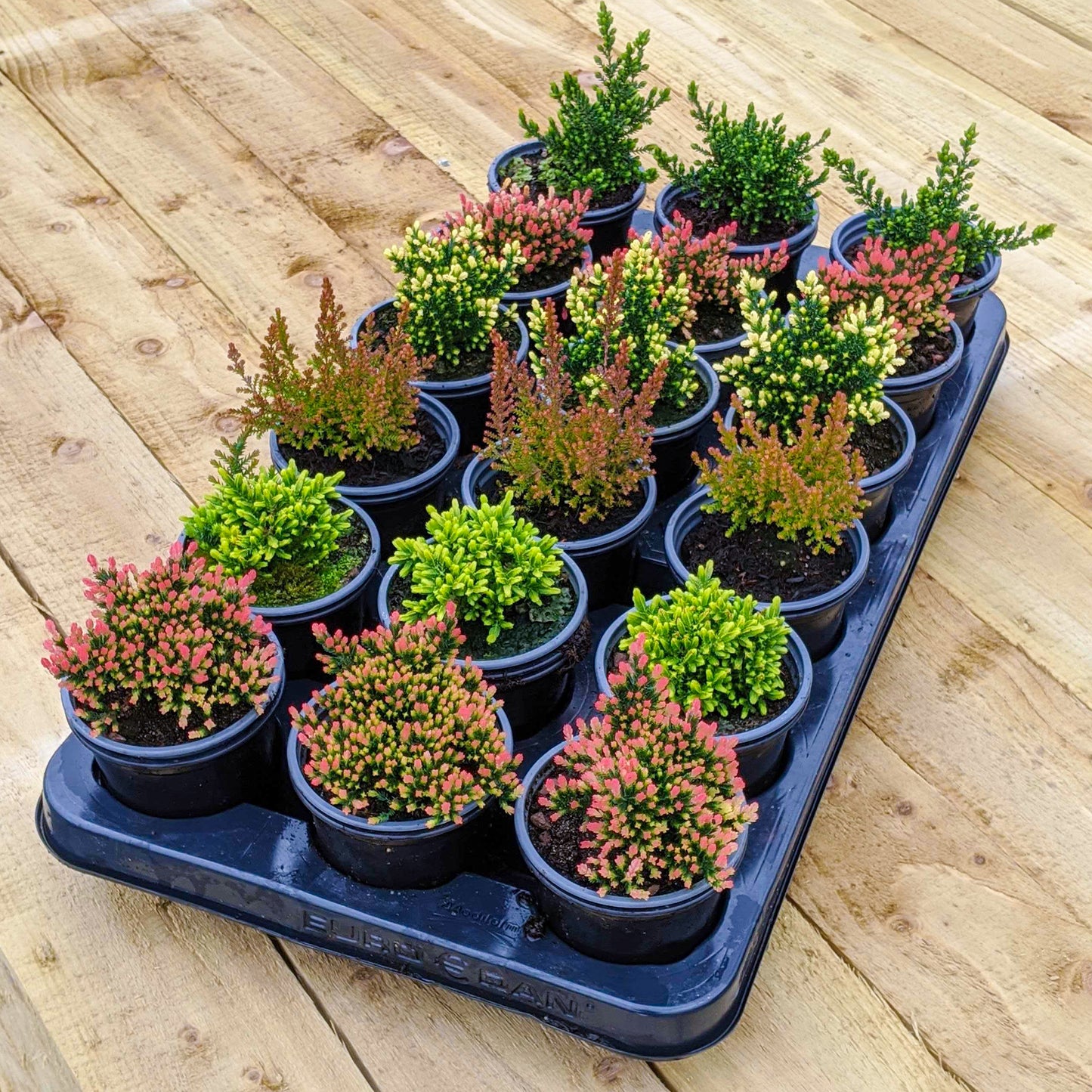 Heather Mix (9cm, Pack of 18)