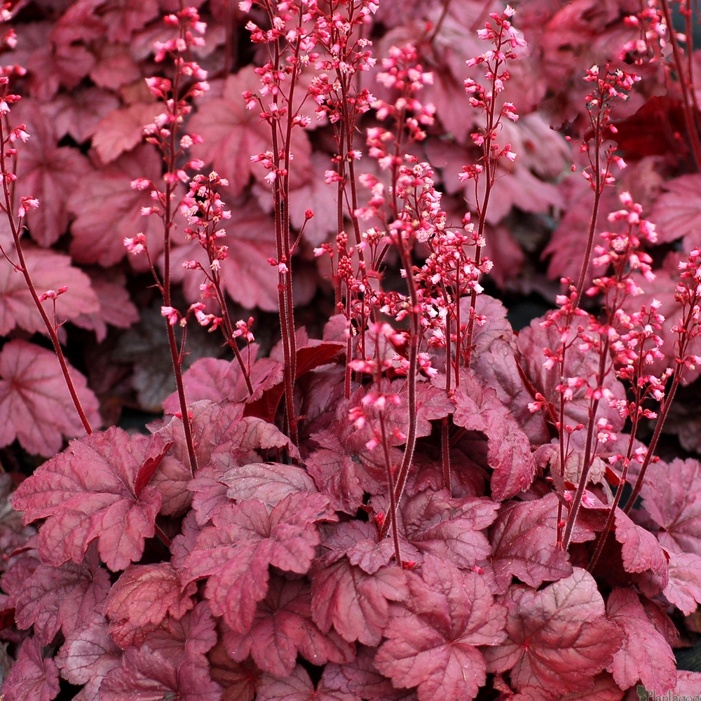 Heuchera Grape Soda (9cm)