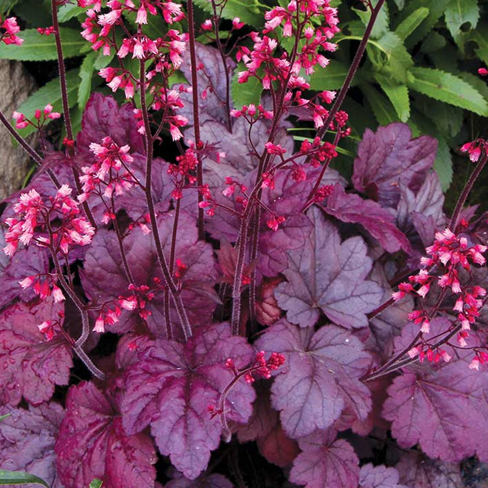 Heuchera Grape Soda (9cm)