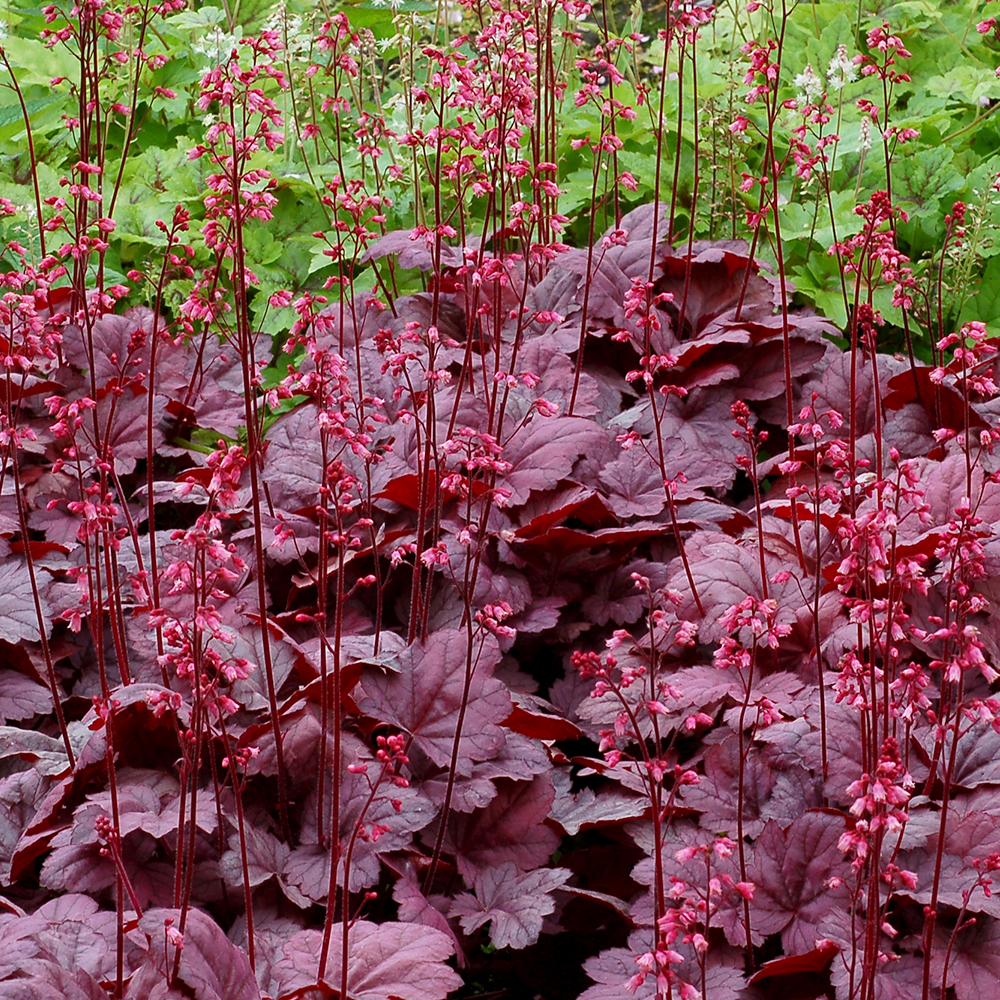 Heuchera Grape Soda (9cm)