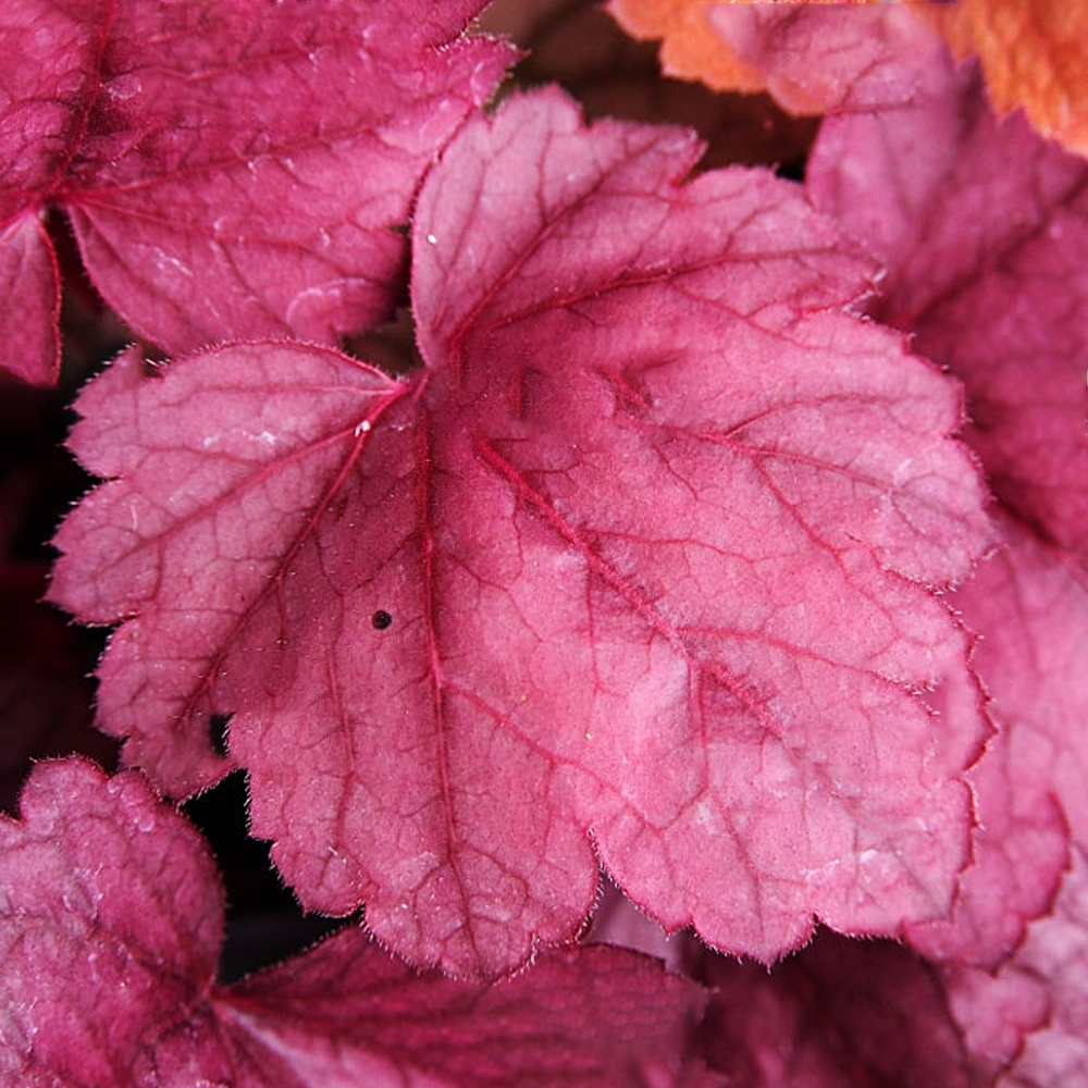 Heuchera Grape Soda (9cm)