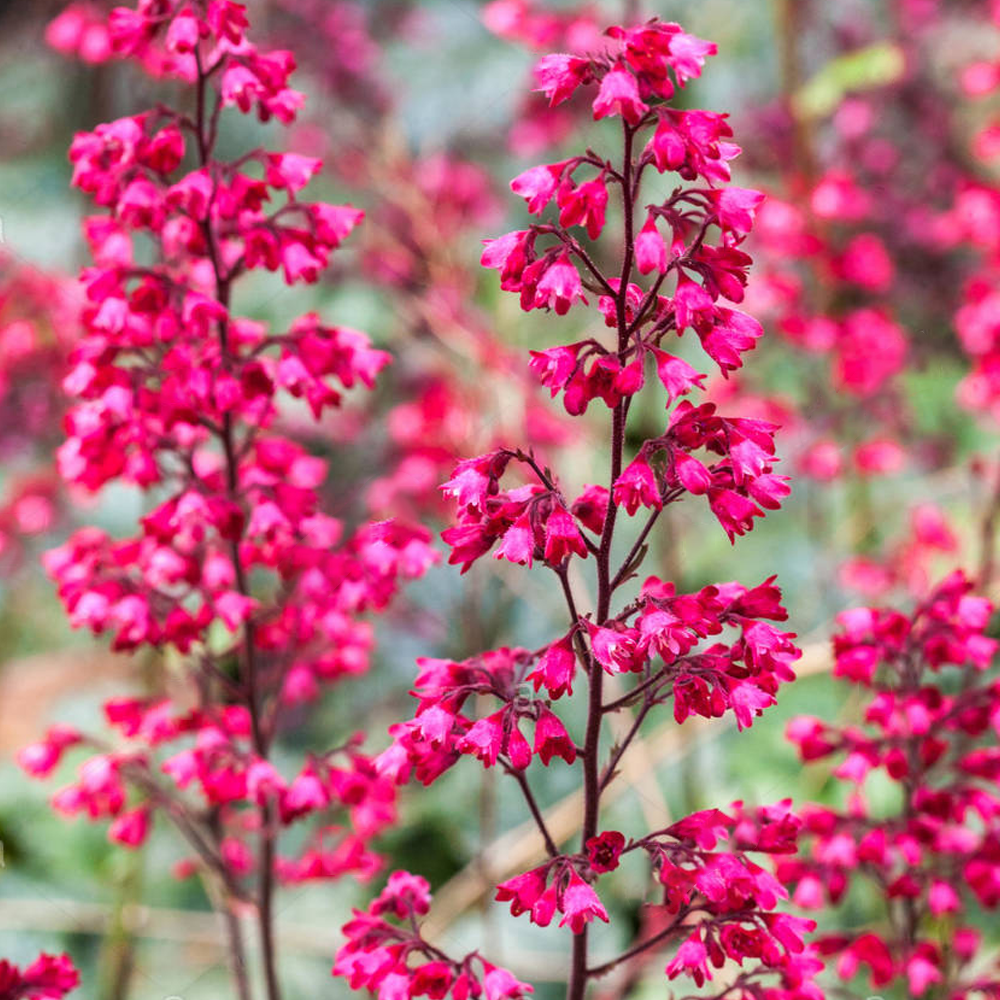 Heuchera Paris (9cm)