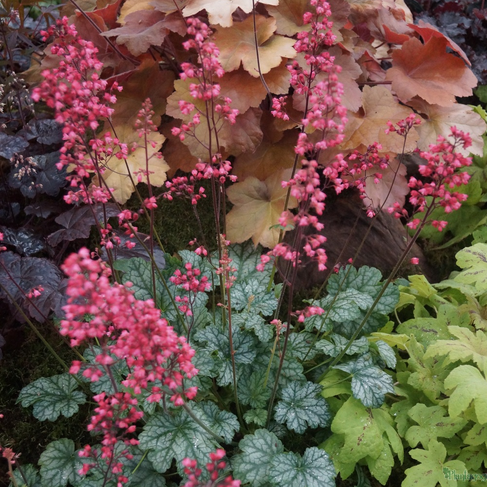 Heuchera Paris (9cm)