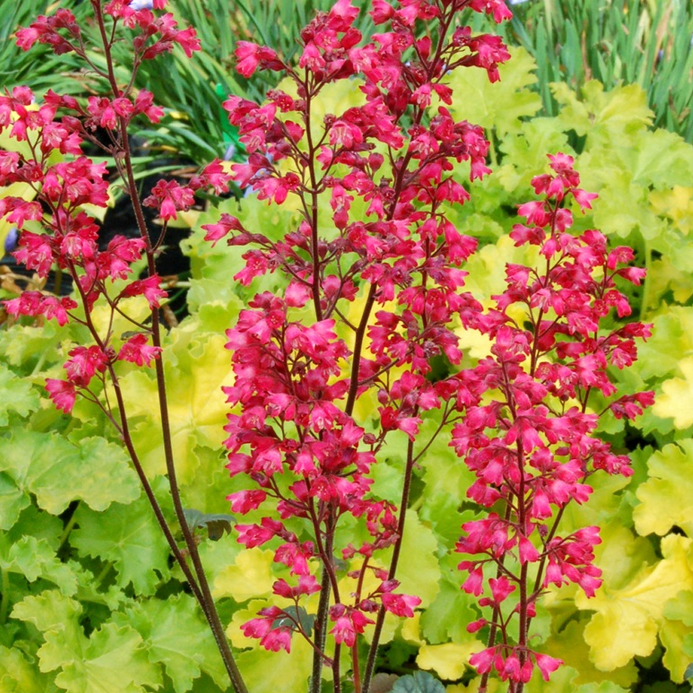 Heuchera Paris (9cm)