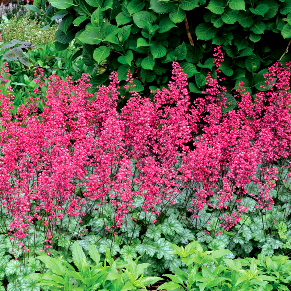 Heuchera Paris (9cm)