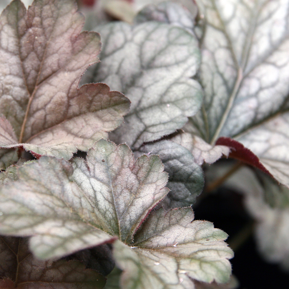 Heuchera Cinnabar Silver (9cm)