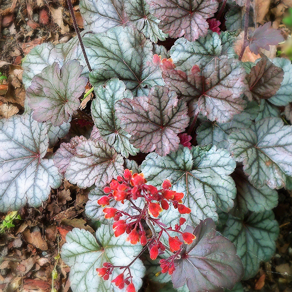 Heuchera Cinnabar Silver (9cm)