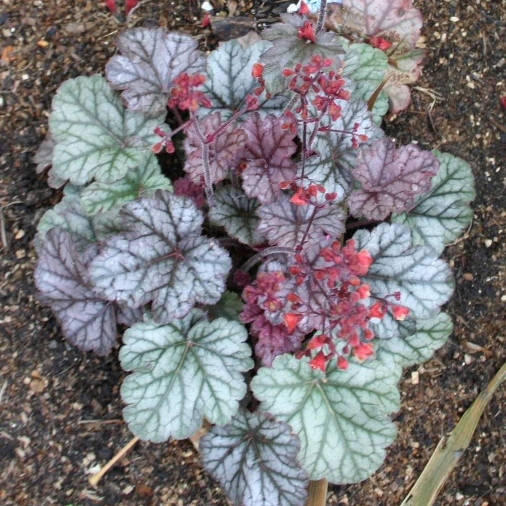 Heuchera Cinnabar Silver (9cm)