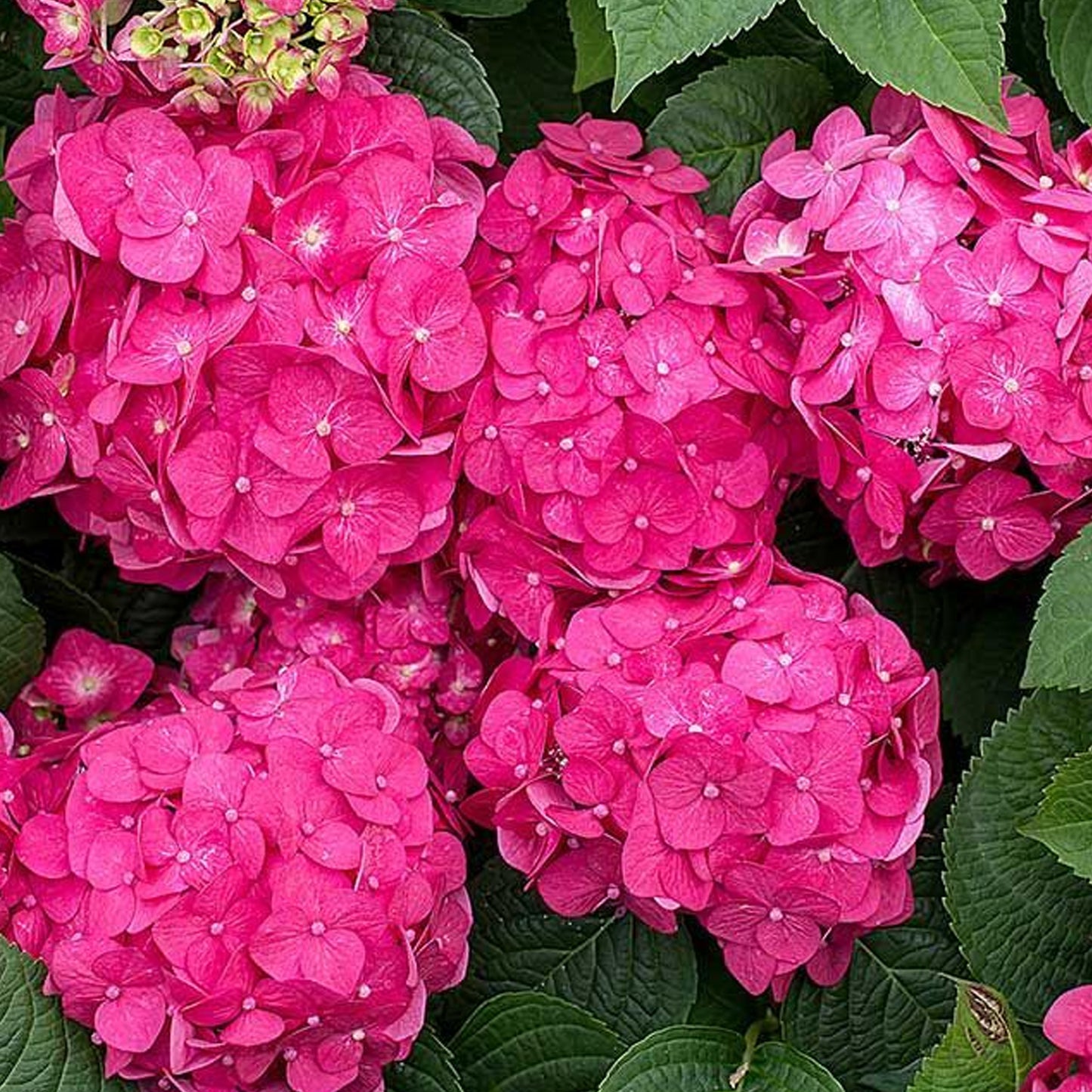 Hydrangea Pink Pop (5L, 50-70cm)