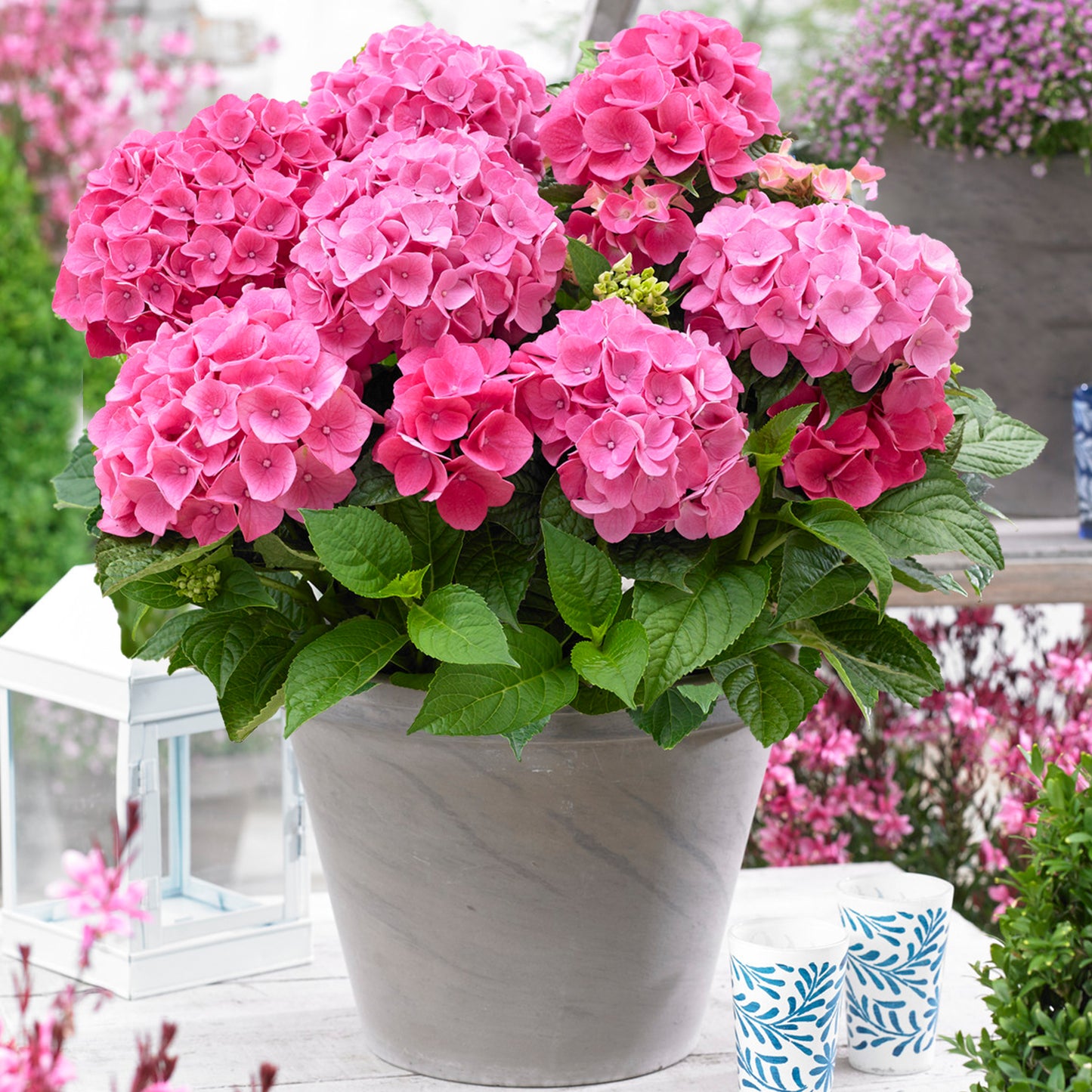 Hydrangea Pink Pop (5L, 50-70cm)