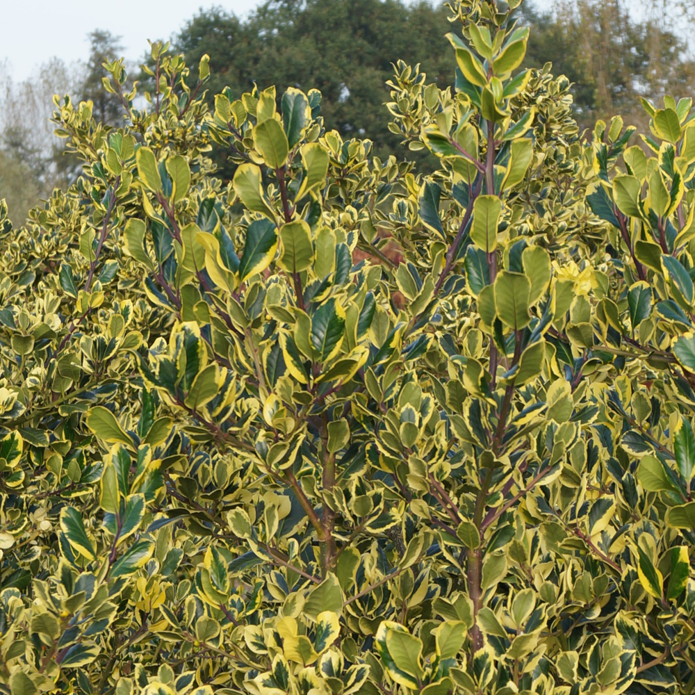 Ilex Golden King (9cm)