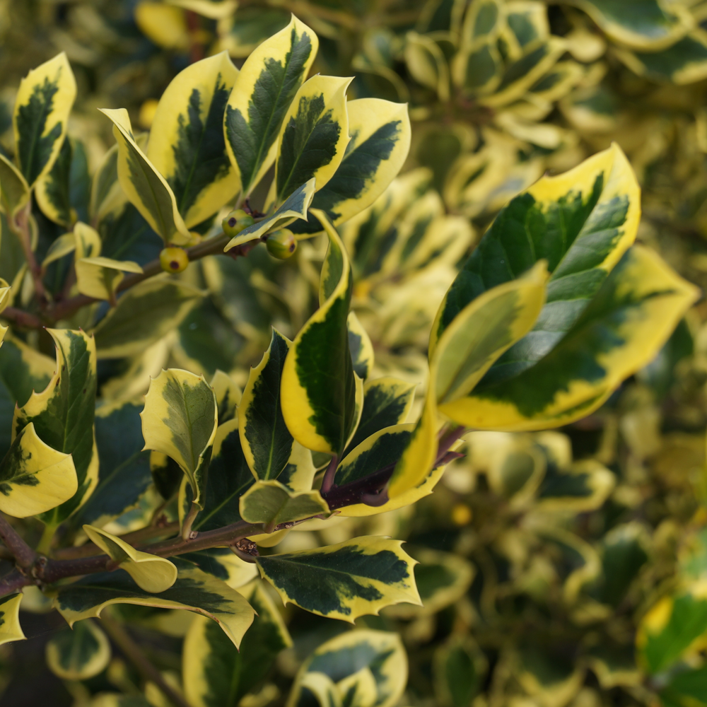 Ilex Golden King (9cm)