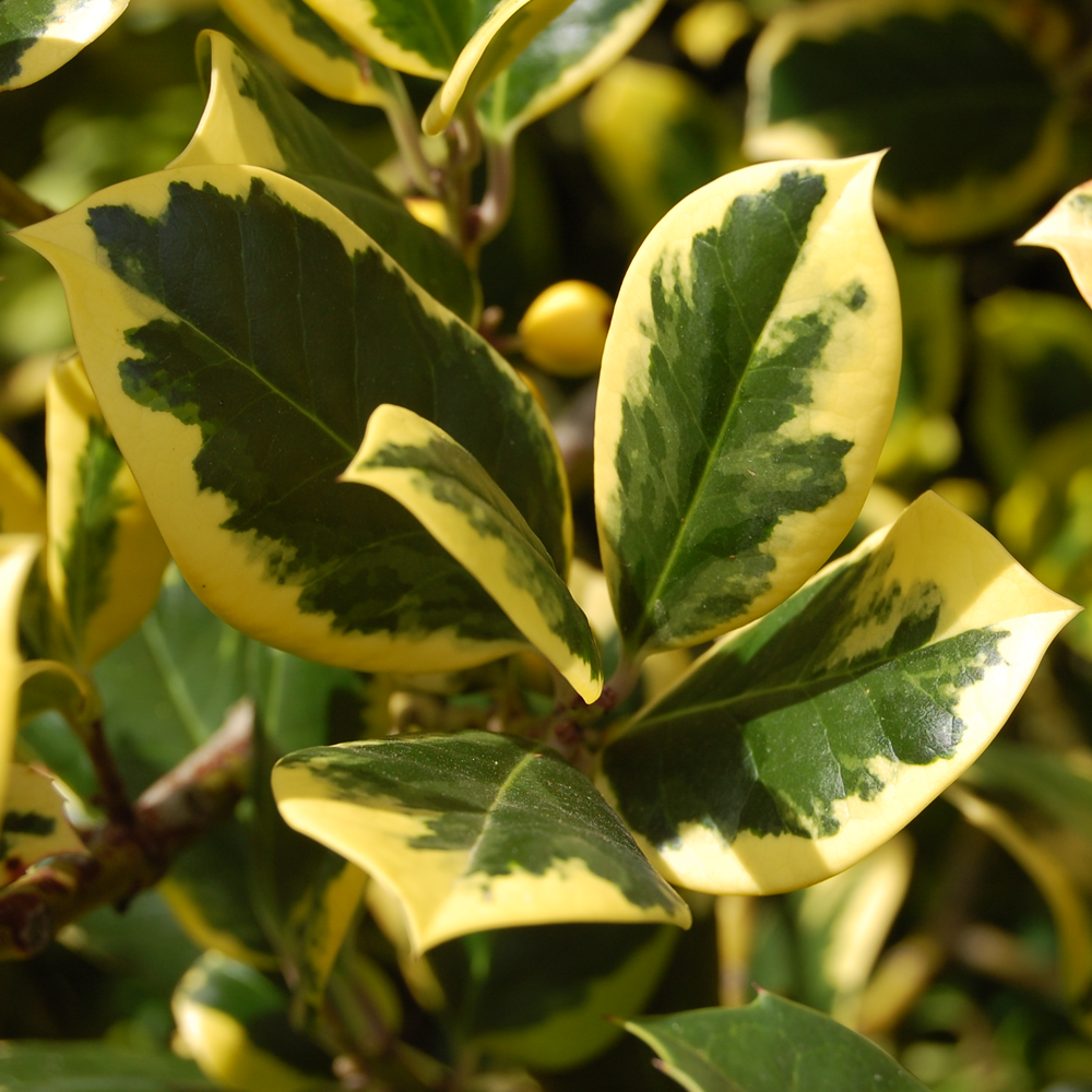 Ilex Golden King (9cm)