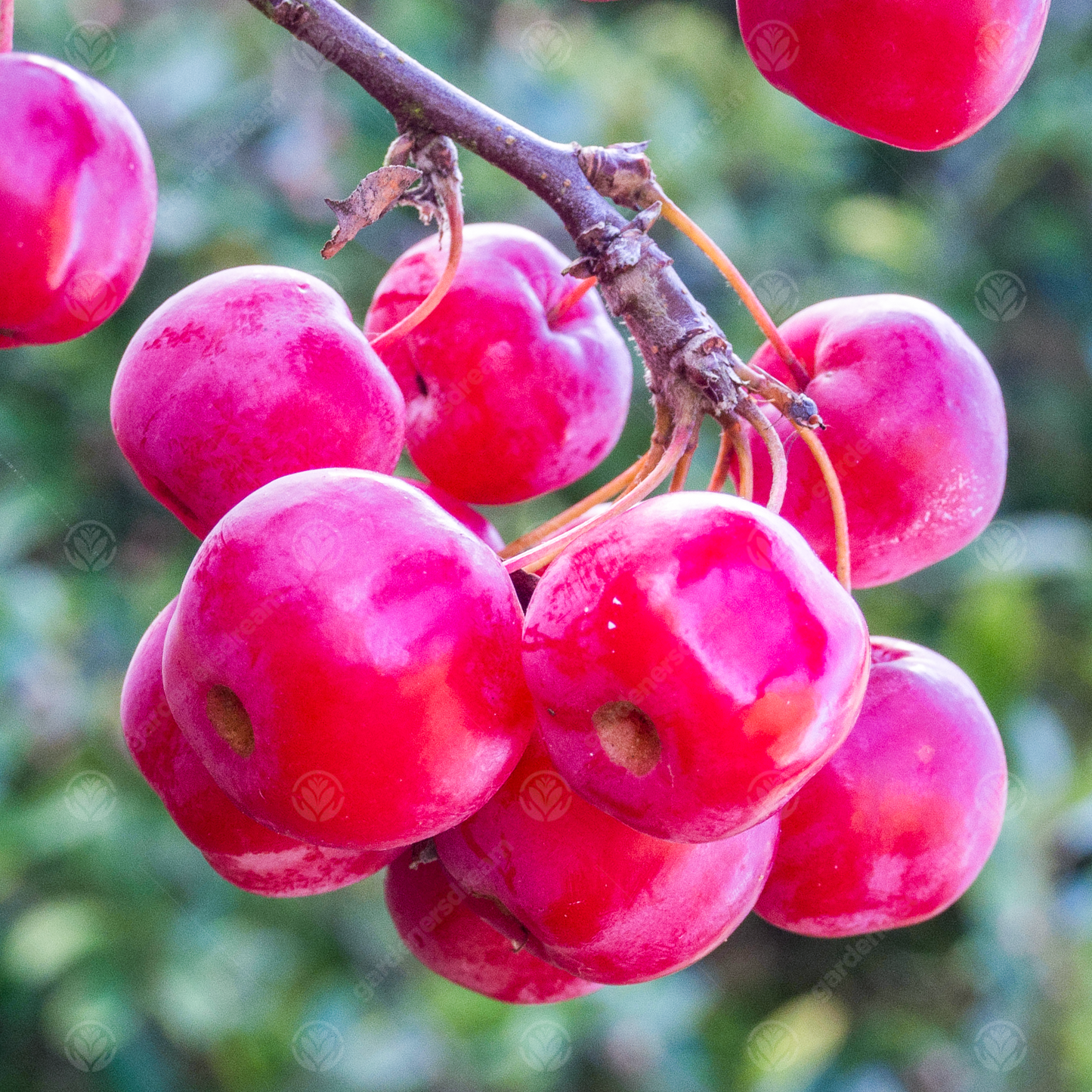 Malus Red Sentinel Tree (12L, 5-6ft)