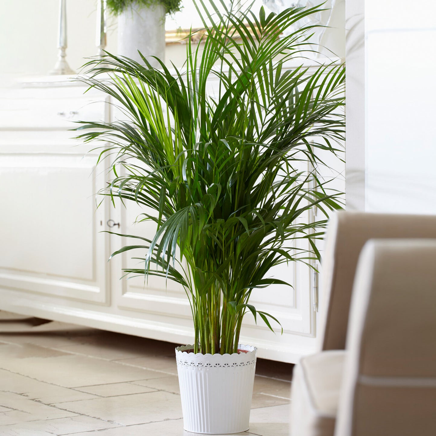 Howea forsteriana