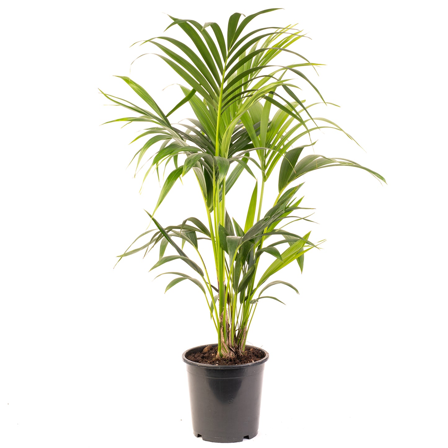 Howea forsteriana