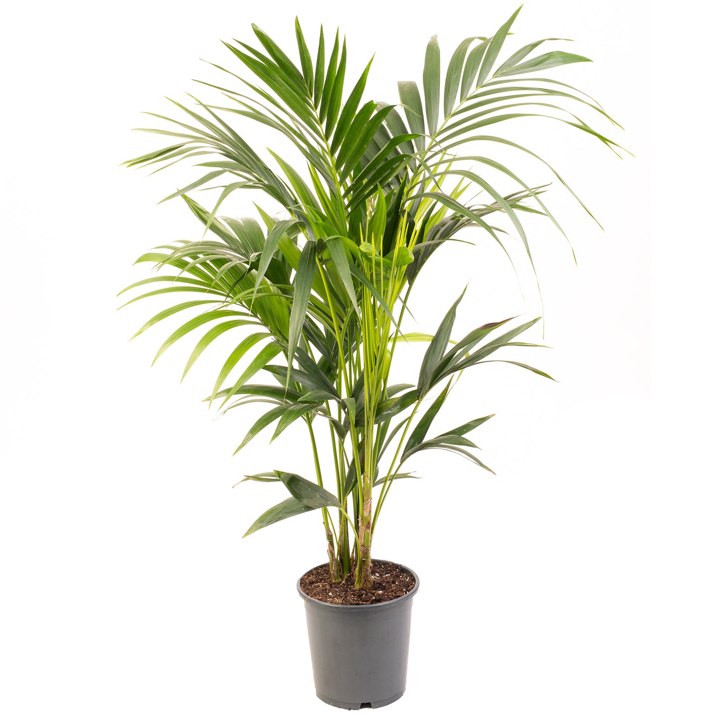 Howea forsteriana