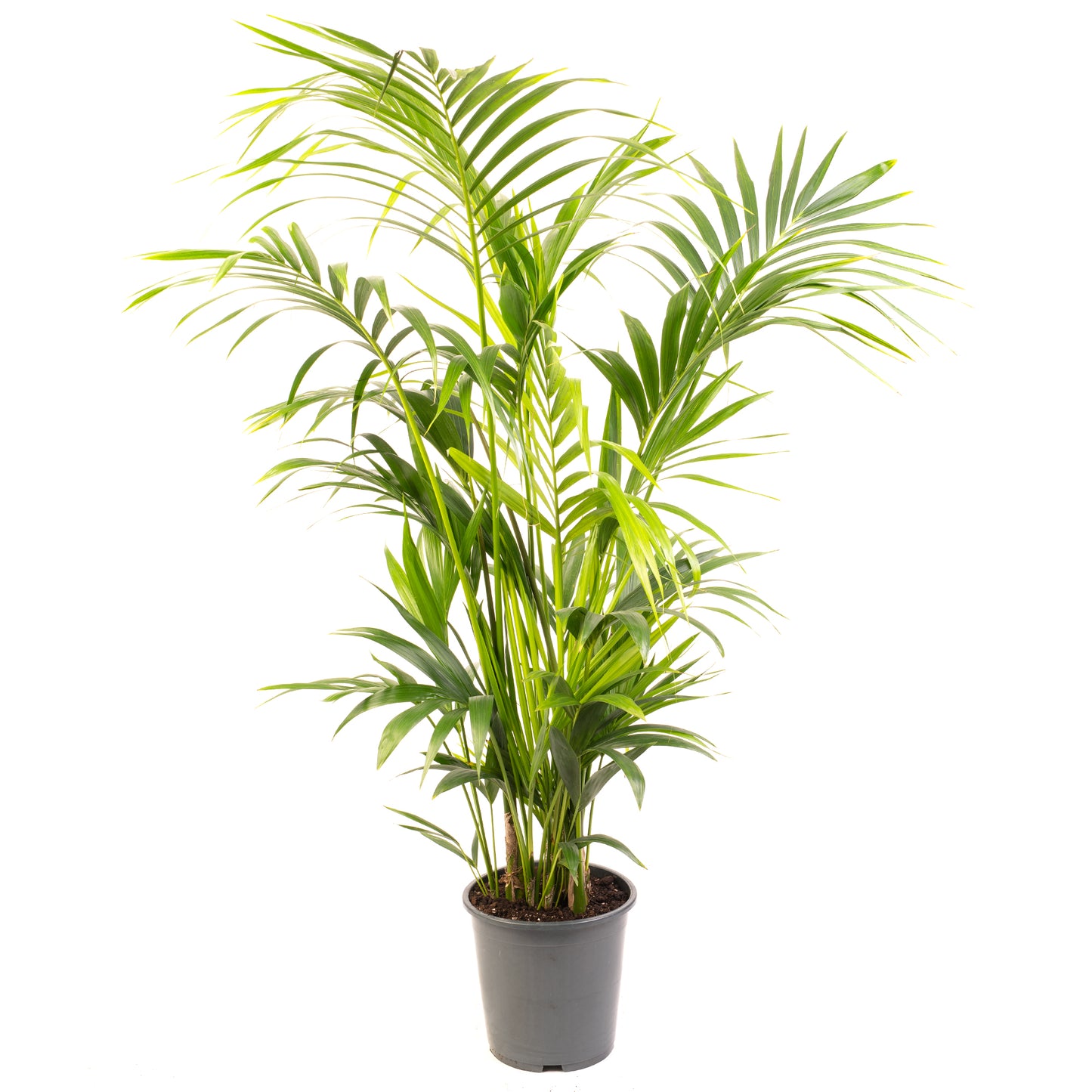 Howea forsteriana