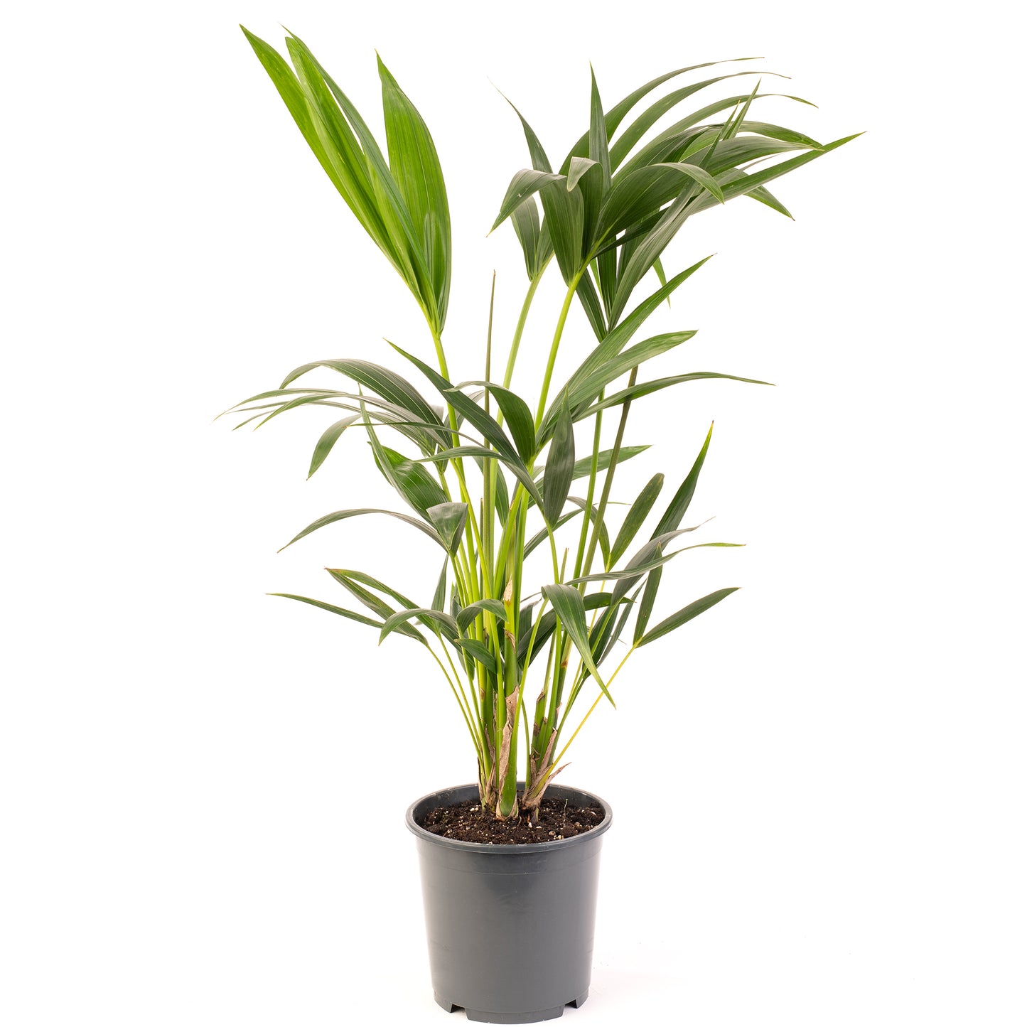 Howea forsteriana