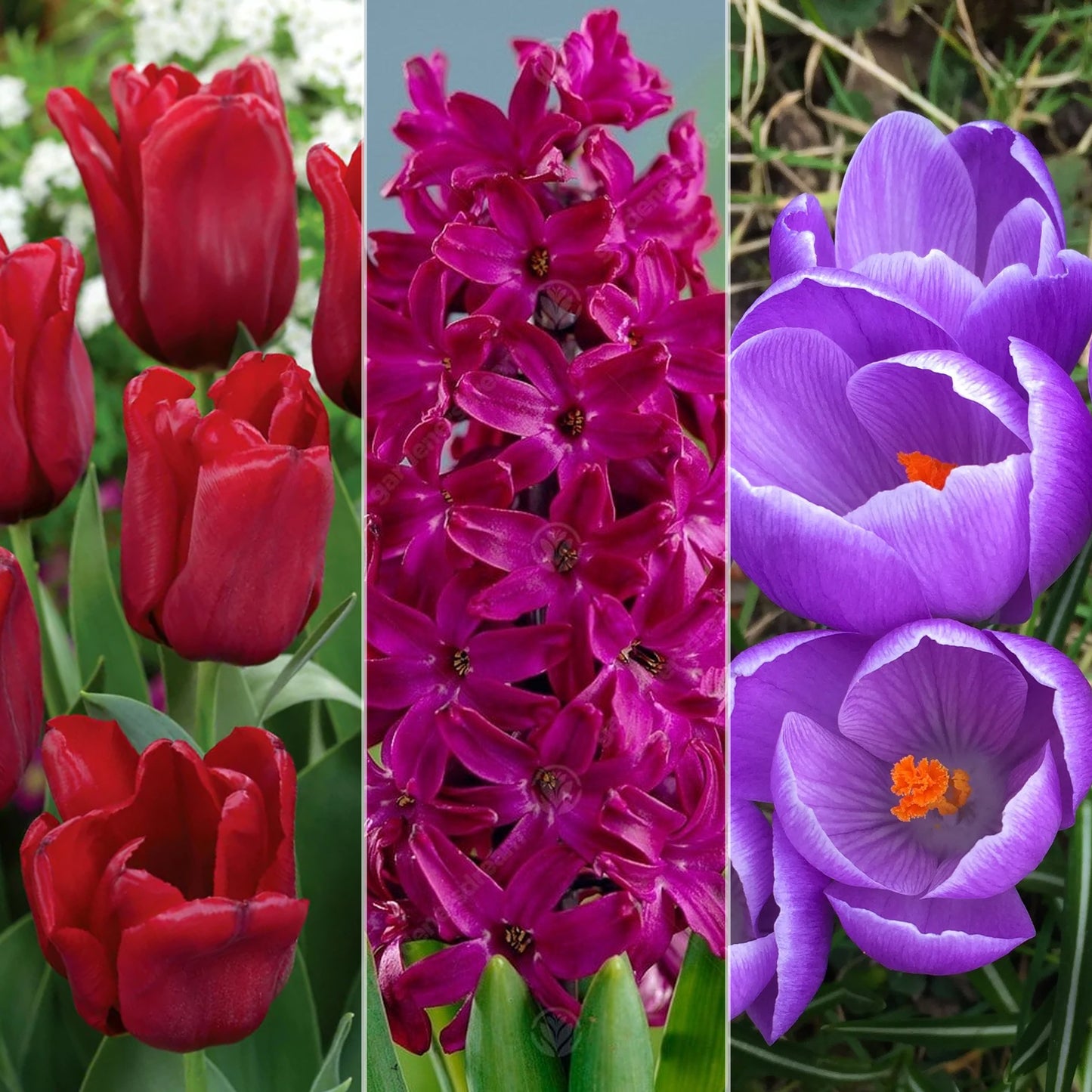 Lasagne Planting - Red and Purple (Pack of 40)