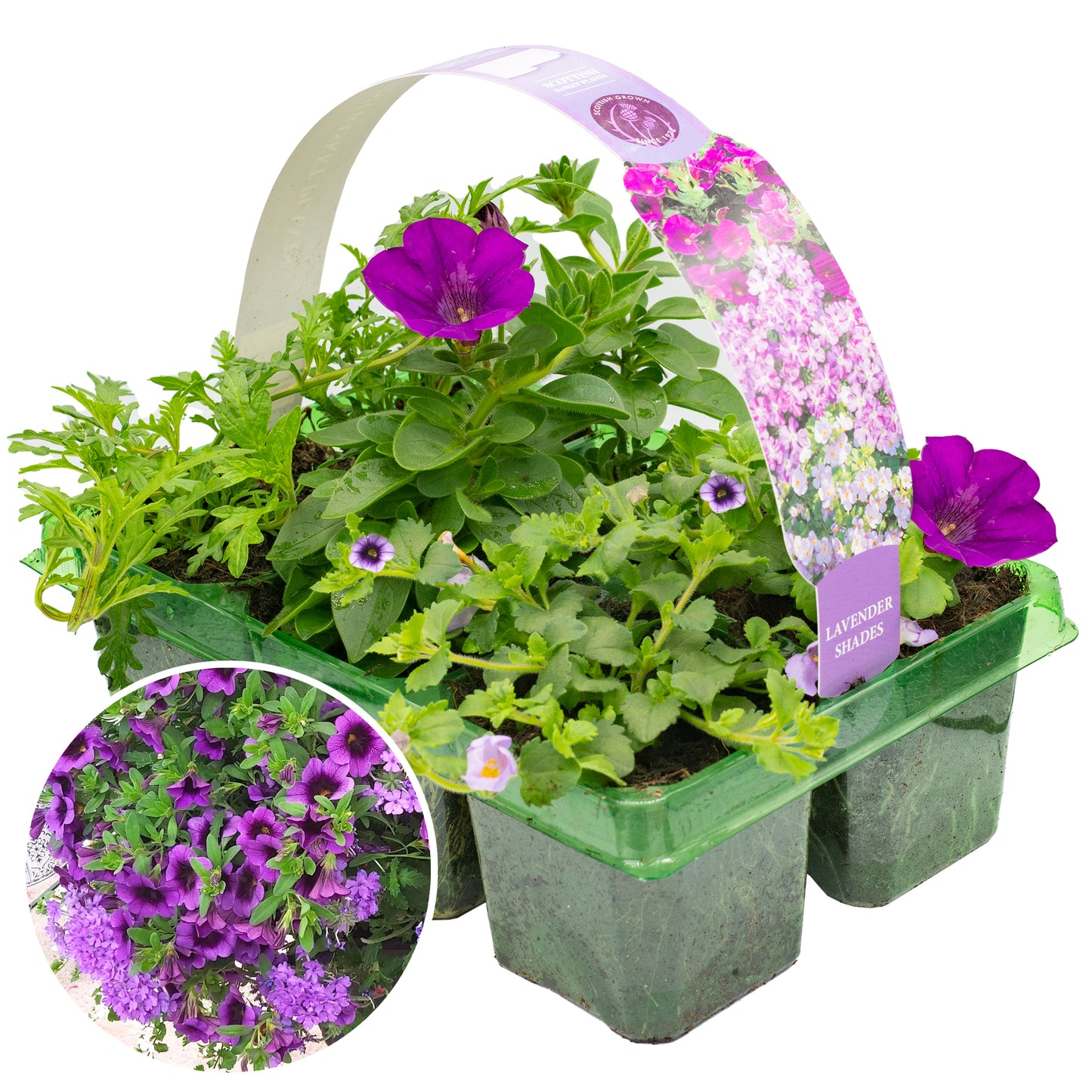 Basket Plants - Lavender Shades (6 Pack)