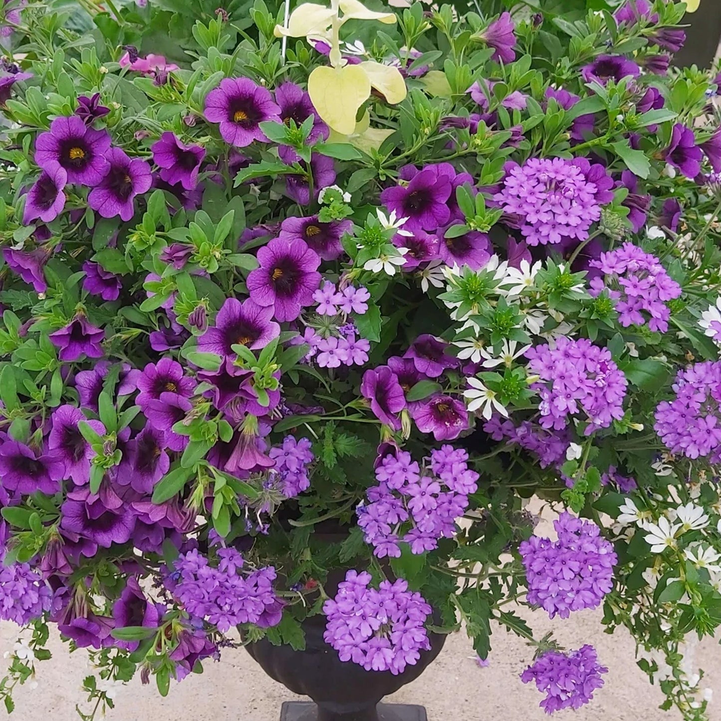 Basket Plants - Lavender Shades (6 Pack)