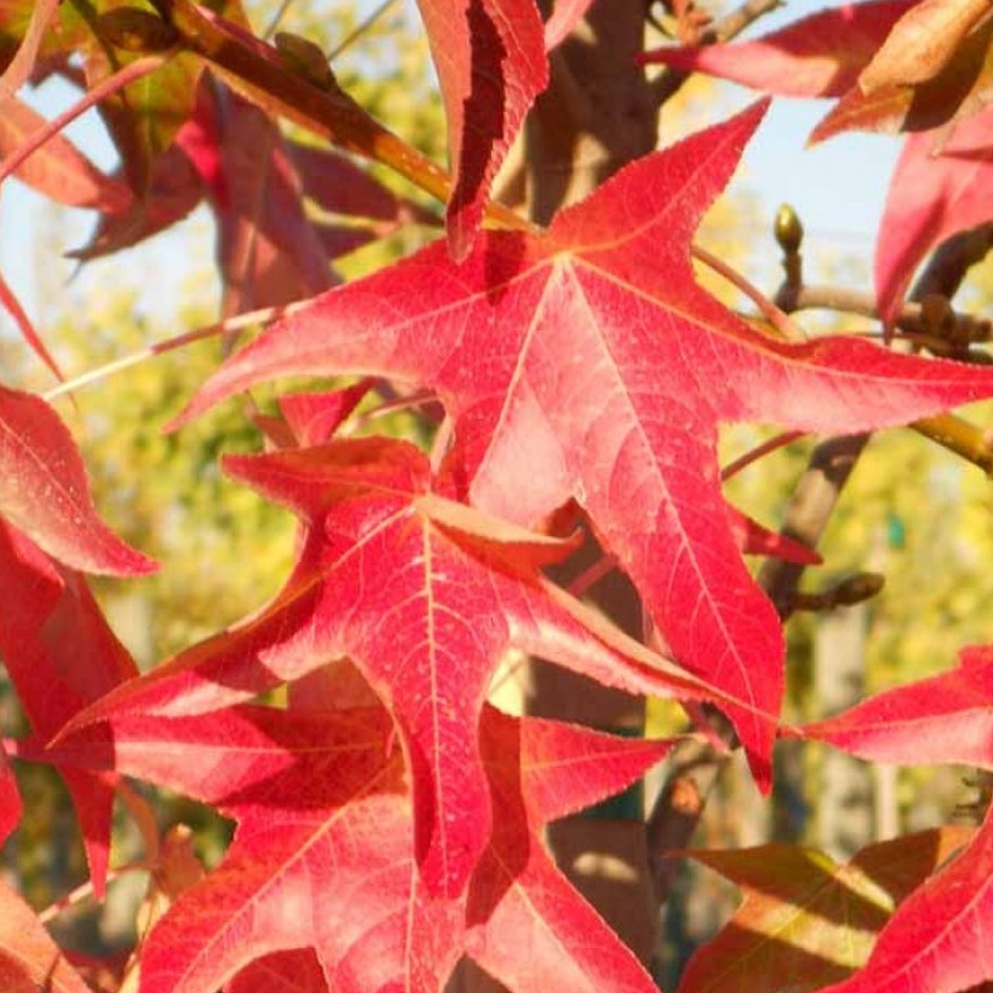 Liquidambar Palo Alto Tree (12L, 5-6ft)