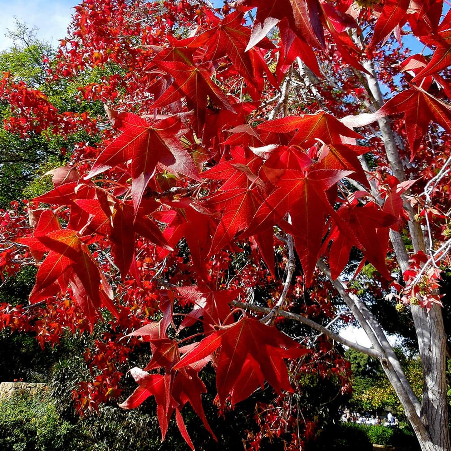 Liquidambar Palo Alto Tree (12L, 5-6ft)