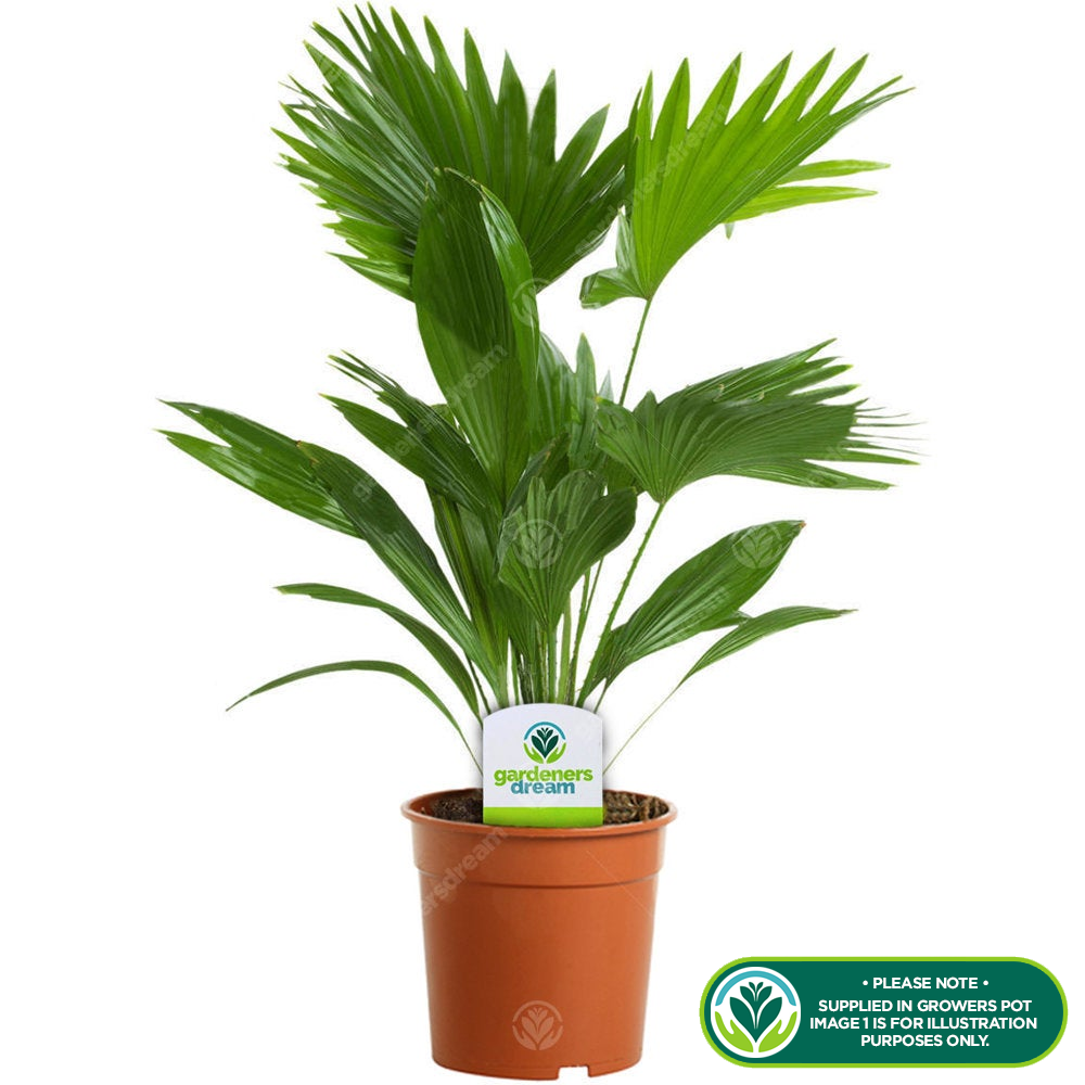 Livistona Palm (12cm, V1)