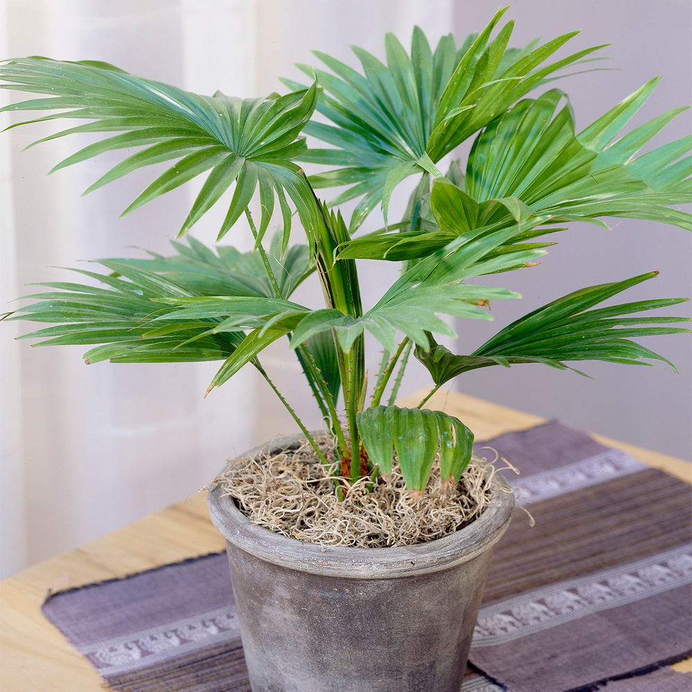 Livistona Palm (12cm, V1)