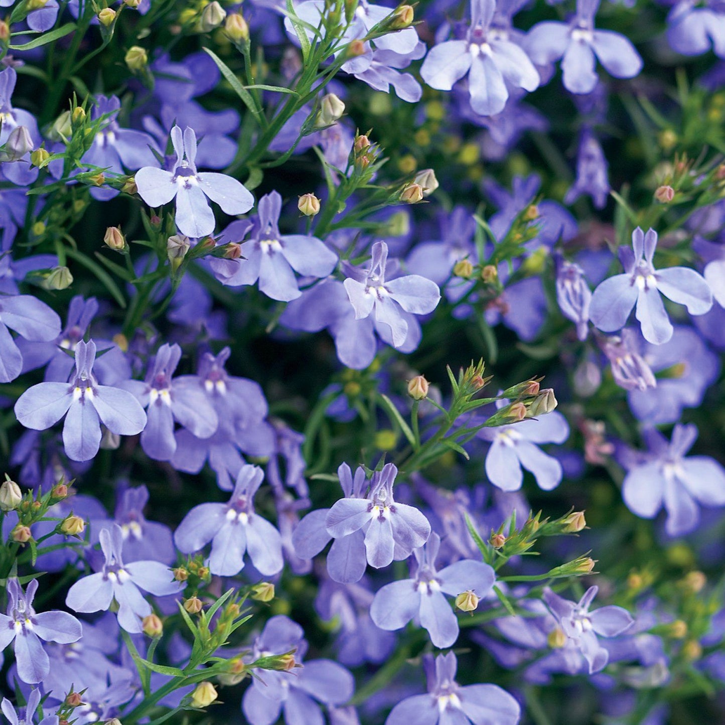 Bedding Plants - Lobelia Fountain Dark Blue (10 Pack)