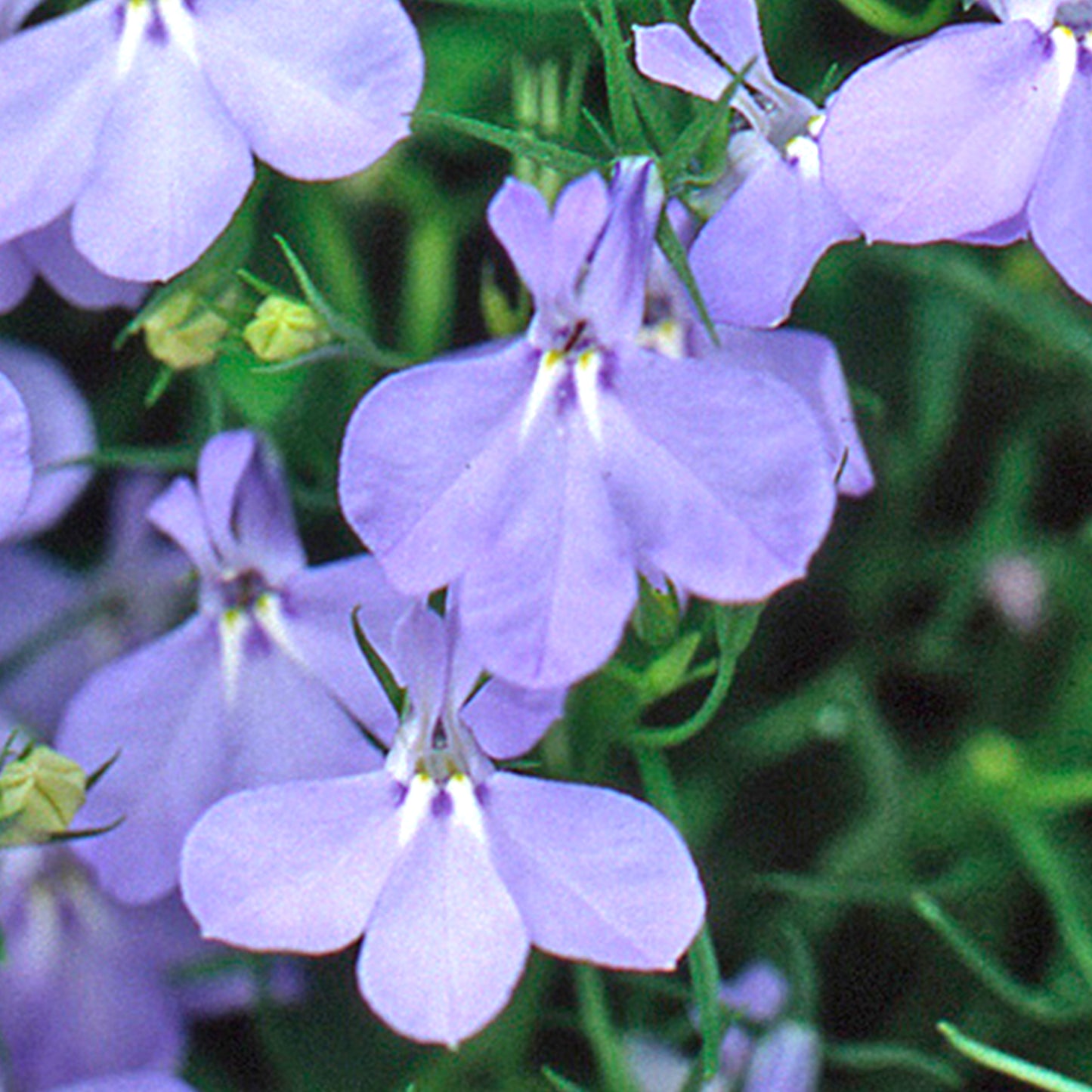 Bedding Plants - Lobelia Fountain Dark Blue (10 Pack)