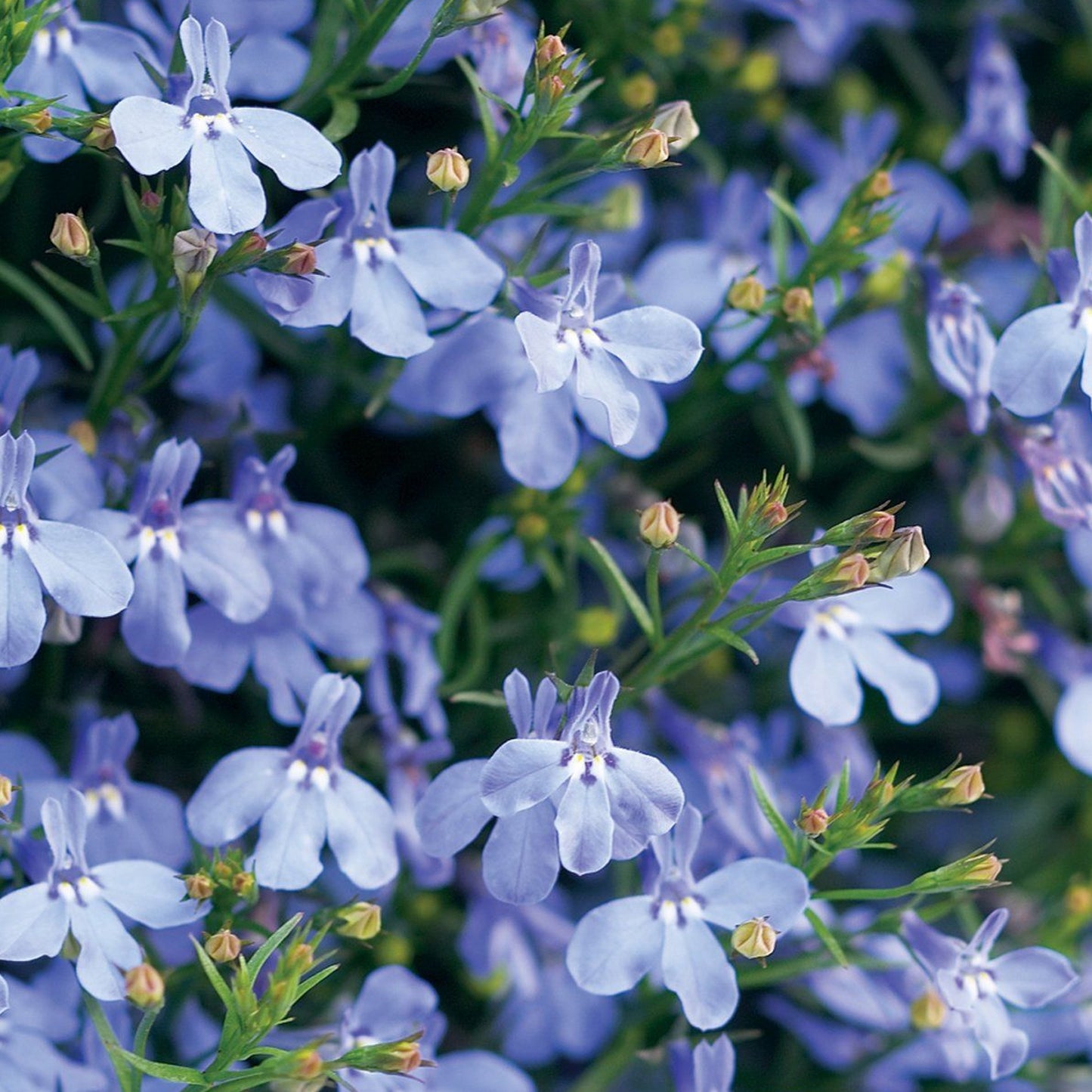 Bedding Plants - Lobelia Fountain Light Blue (10 Pack)