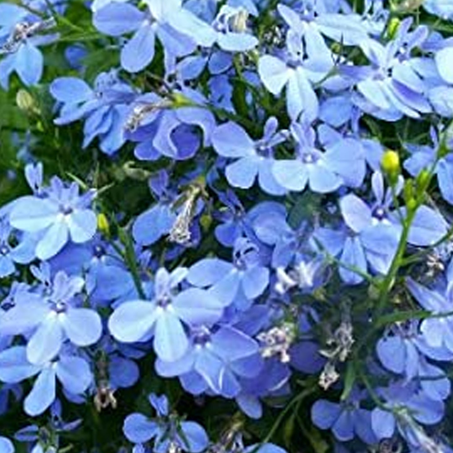 Bedding Plants - Lobelia Fountain Light Blue (10 Pack)