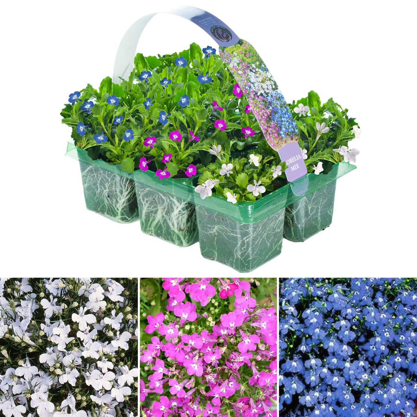 Basket Plants - Lobelia Upright Mixed Variety (6 Pack)