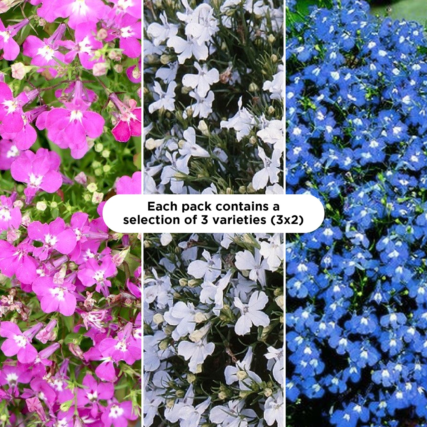 Basket Plants - Lobelia Upright Mixed Variety (6 Pack)