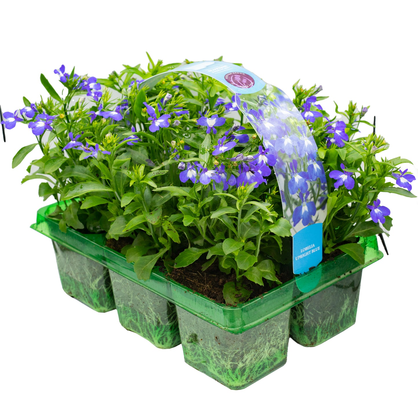Basket Plants - Lobelia Bush Blue (6 Pack)