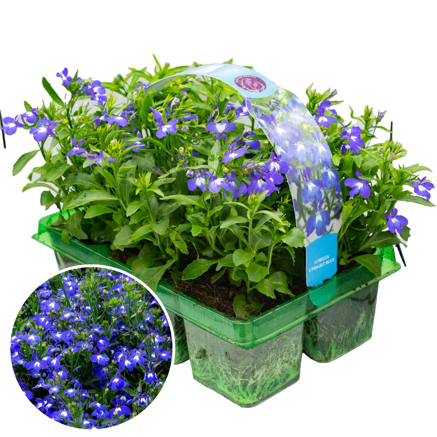 Basket Plants - Lobelia Bush Blue (6 Pack)