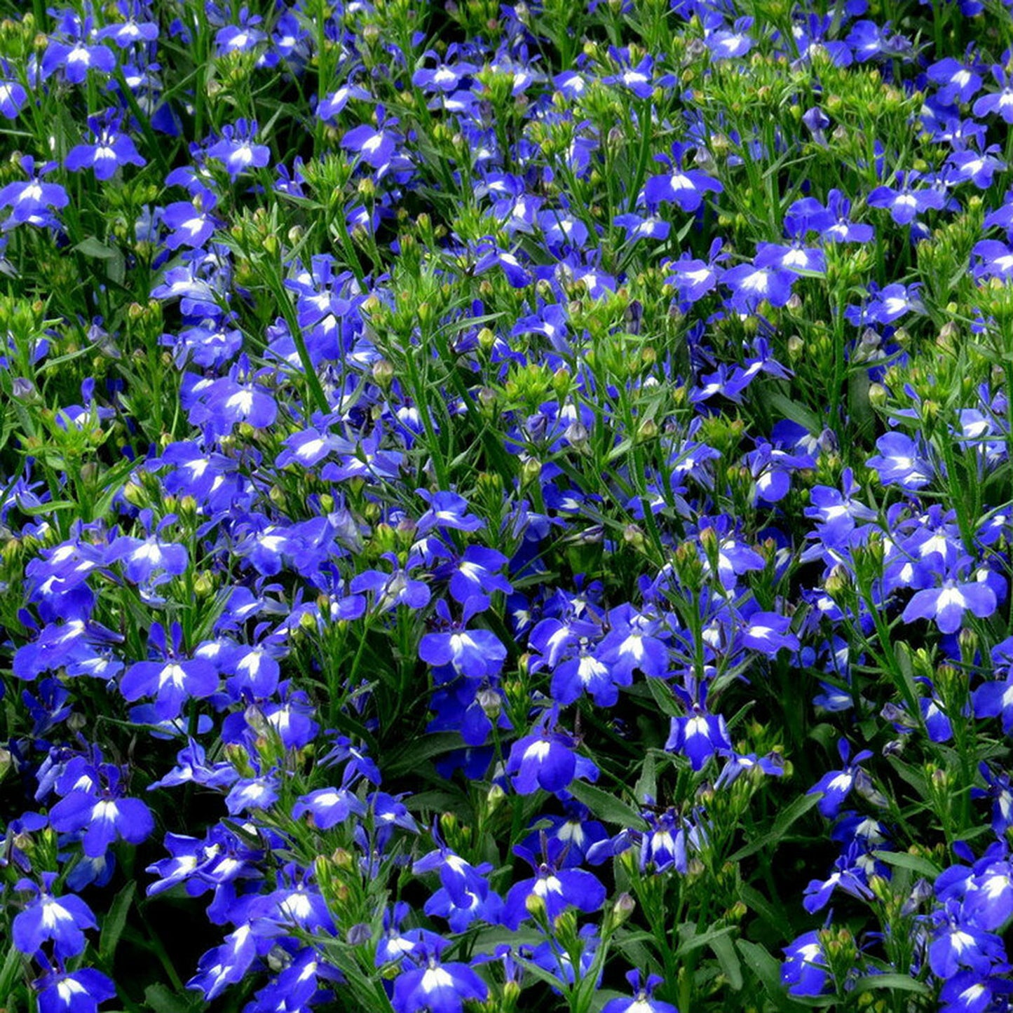 Basket Plants - Lobelia Bush Blue (6 Pack)