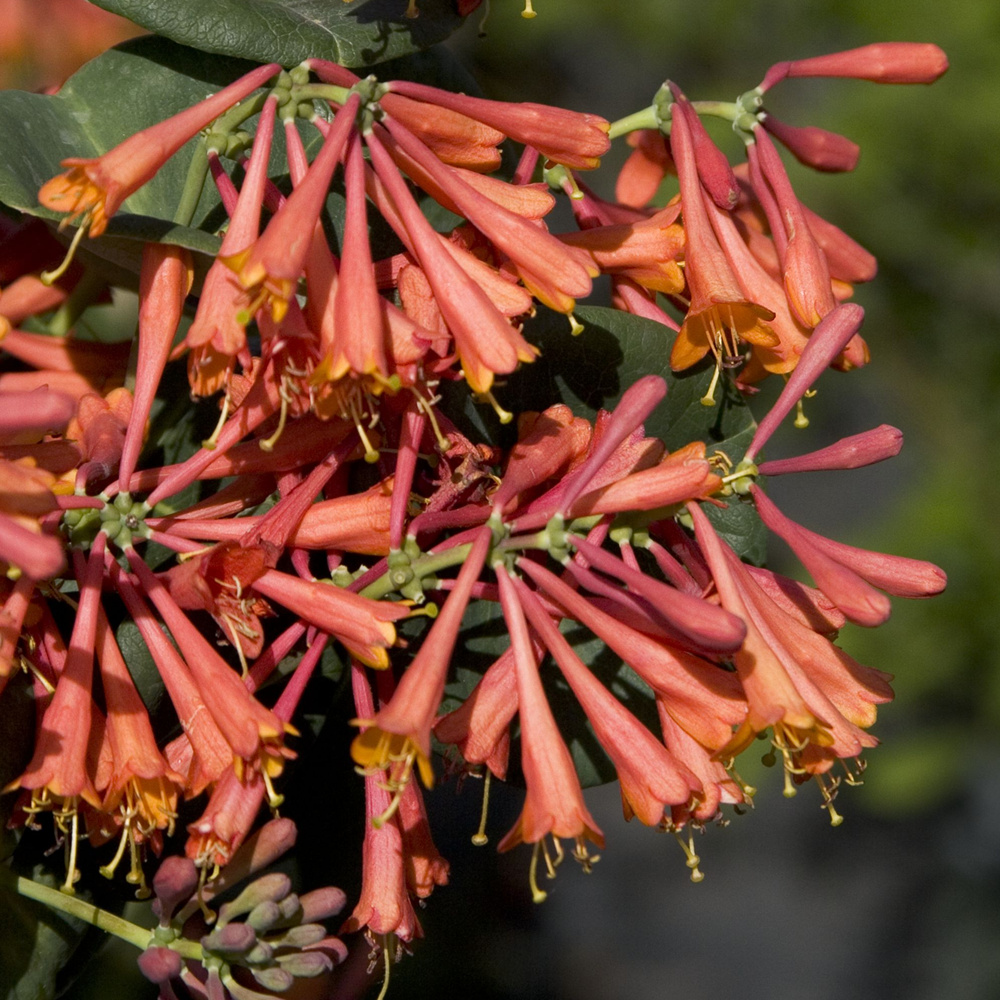 Lonicera Dropmore Scarlet (9cm)