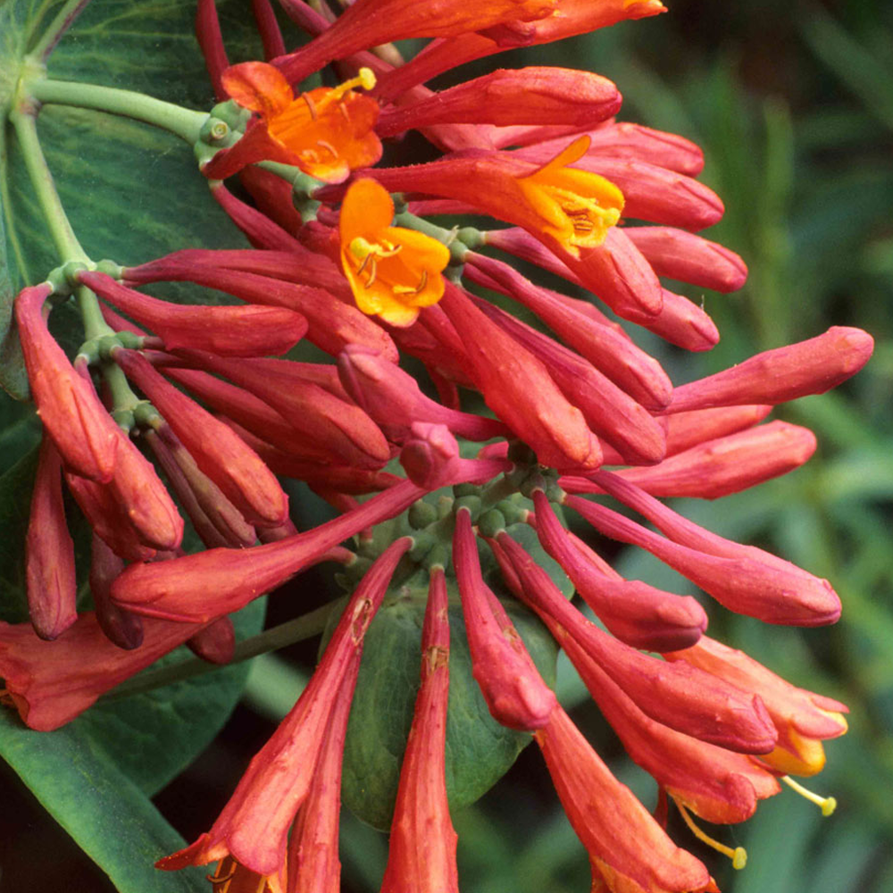Lonicera Dropmore Scarlet (9cm)
