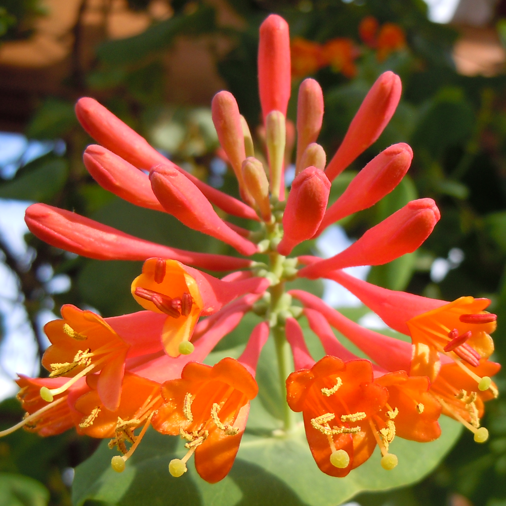 Lonicera Dropmore Scarlet (9cm)