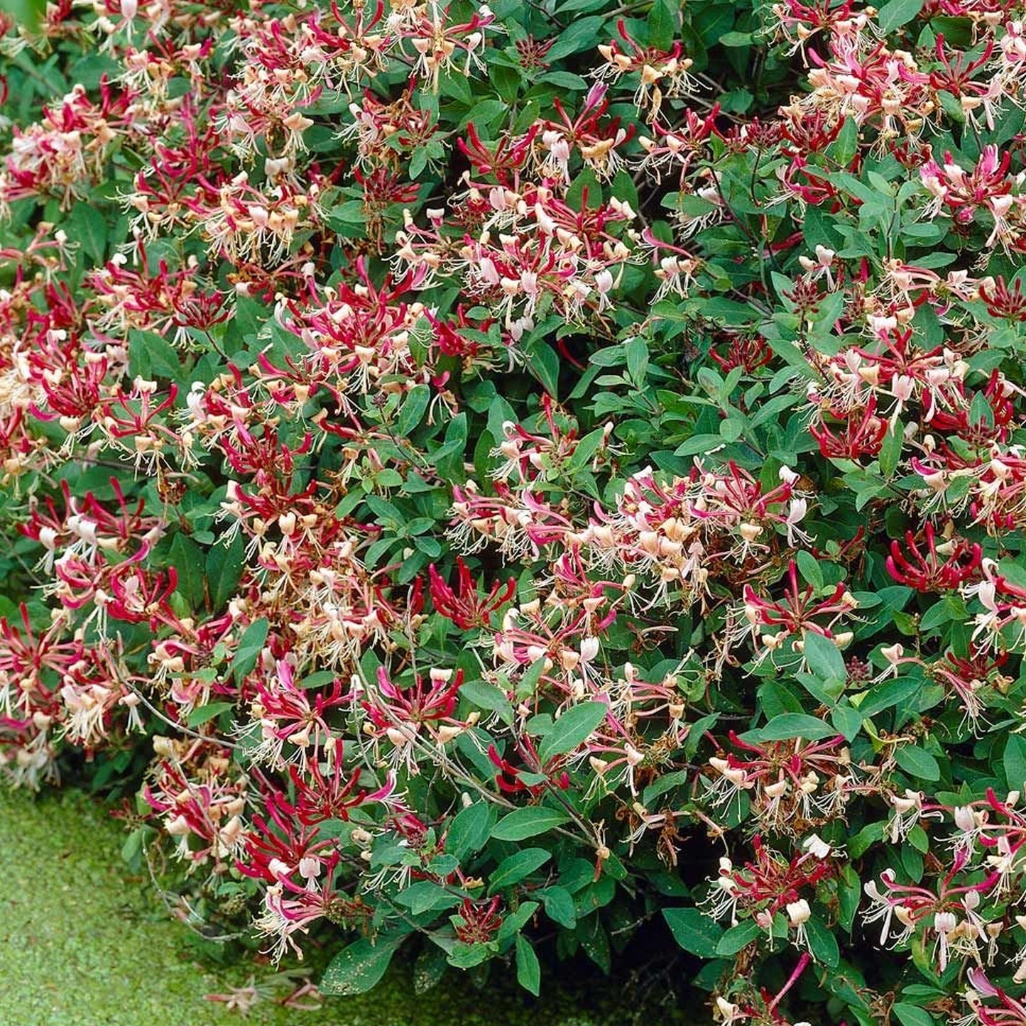 Lonicera Serotina (9cm)
