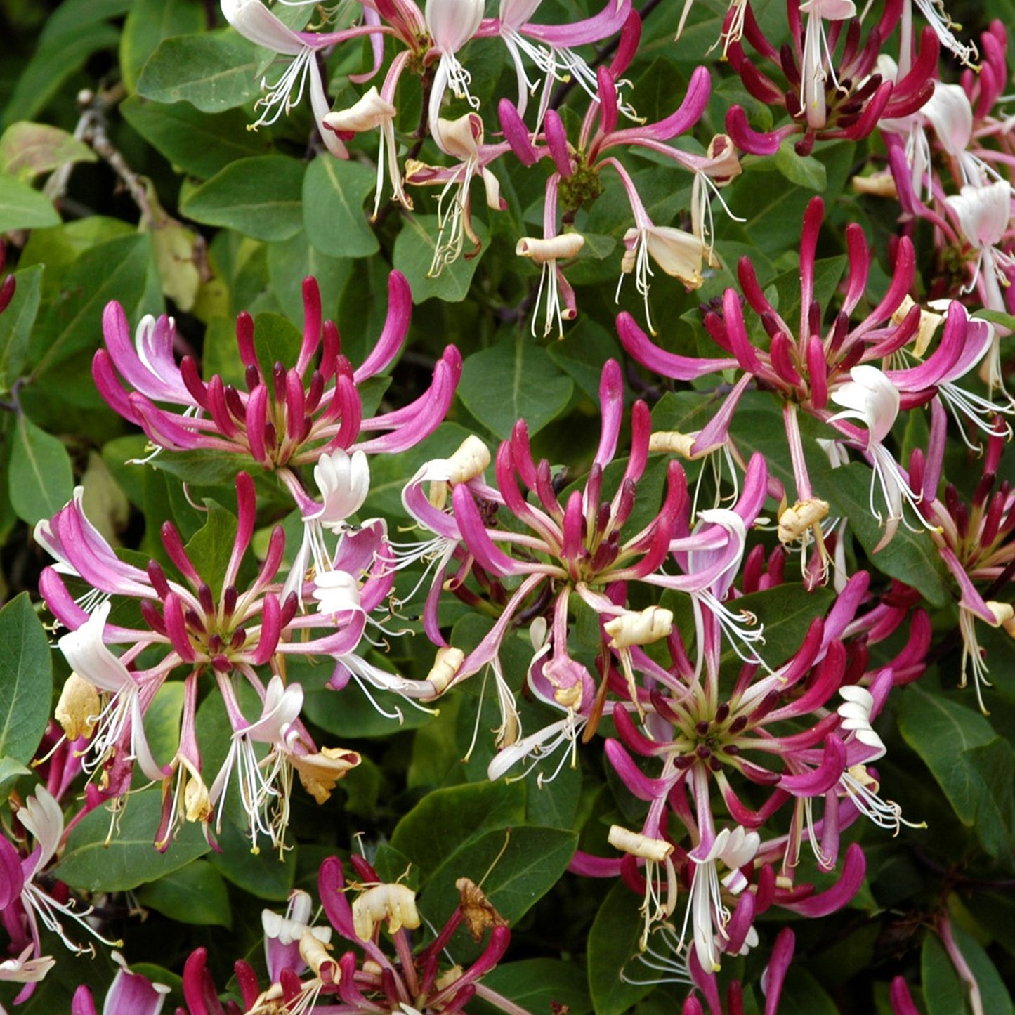 Lonicera Serotina (9cm)